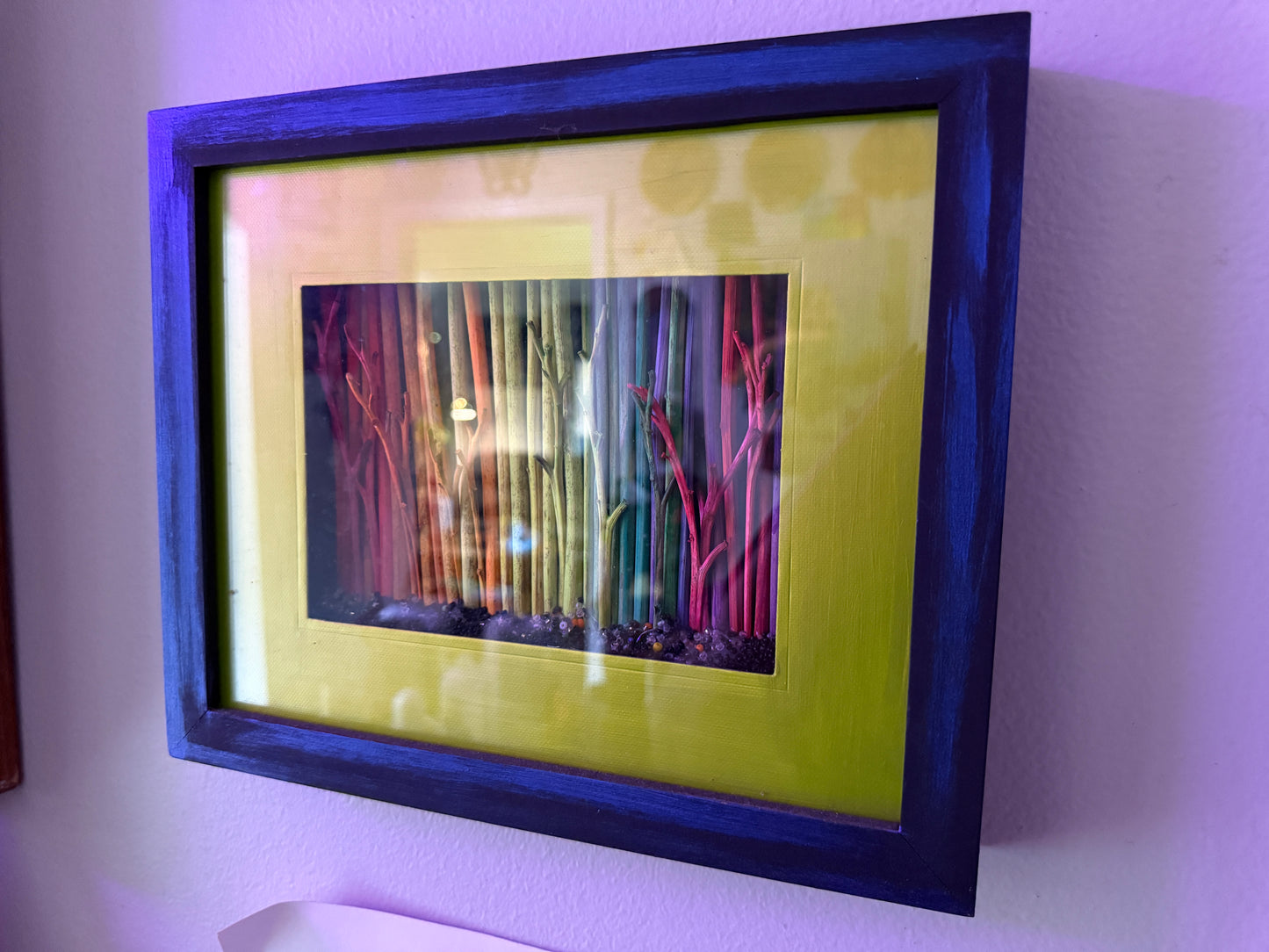 Rainbow Woods