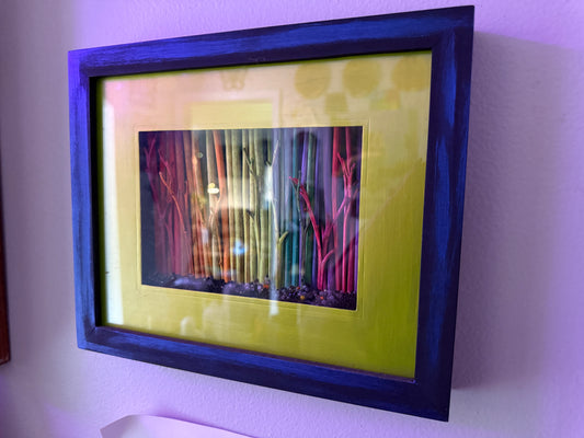 Rainbow Woods